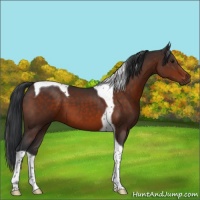 Horse Color:Brown Tobiano 