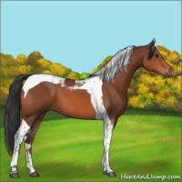 Horse Color:Bay Tobiano 