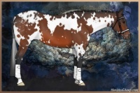 Horse Color:White Spotted Bay Appaloosa