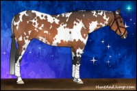Horse Color:White Spotted Bay