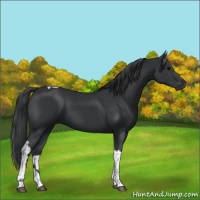 Horse Color:Black Tobiano 