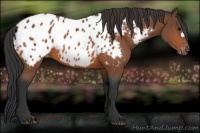 Horse Color:Bay Appaloosa