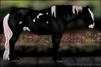 Horse Color:Watercolor Liver Red Onyx Splash Appaloosa