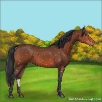 Horse Color:Bay Appaloosa 