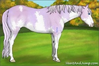 Horse Color:Watercolor Cremello Splash Varnish 