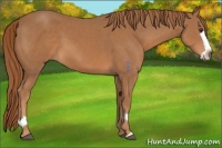 Horse Color:Chestnut Splash 