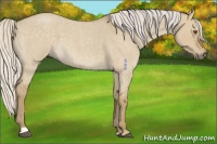 Horse Color:Silver Smoky Grullo Roan 