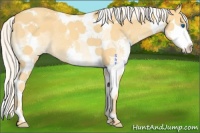 Horse Color:Silver Classic Cream Champagne Splash Tobiano 