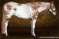 Horse Color:White Spotted Chestnut 