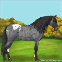 Horse Color:Blue Roan Appaloosa 