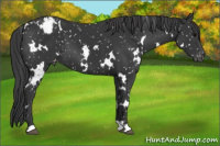 Horse Color:White Spotted Black Appaloosa 
