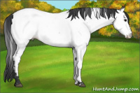 Horse Color:Blue Roan Appaloosa 
