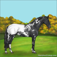 Horse Color:White Spotted Blue Roan Appaloosa 