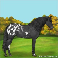 Horse Color:Blue Roan Appaloosa