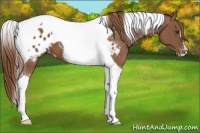 Horse Color:Chestnut Tobiano Appaloosa 