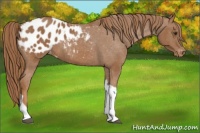 Horse Color:Chestnut Tobiano Appaloosa 