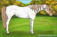 Horse Color:Chestnut Tobiano Near Leopard 