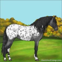 Horse Color:Blue Roan Near Leopard