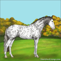 Horse Color:Smoky Blue Roan Splash Appaloosa