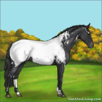 Horse Color:White Spotted Blue Roan Appaloosa 