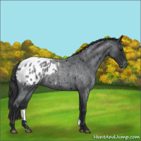 Horse Color:Blue Roan Appaloosa 