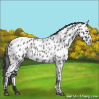 Horse Color:Blue Roan Appaloosa 