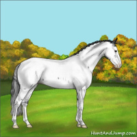 Horse Color:Blue Roan Splash Appaloosa 