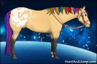 Horse Color:Painted Buckskin Appaloosa 