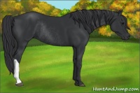 Horse Color:Black Rabicano 