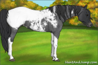 Horse Color:Blue Roan Tobiano Snowcap