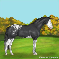 Horse Color:Blue Roan Splash Varnish 