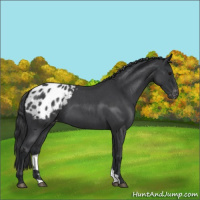 Horse Color:Blue Roan Appaloosa 