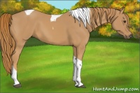 Horse Color:Chestnut Tobiano