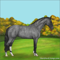 Horse Color:Blue Roan Appaloosa 