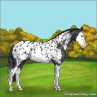 Horse Color:Blue Roan Splash Appaloosa 