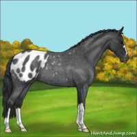 Horse Color:Blue Roan Appaloosa 