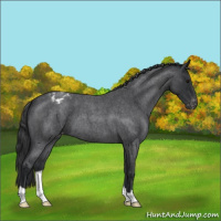Horse Color:Blue Roan Varnish 