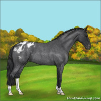 Horse Color:Blue Roan Varnish 