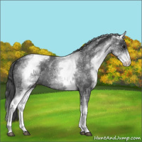 Horse Color:White Spotted Blue Roan Snowflake Varnish