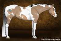 Horse Color:White Spotted Bay Dun Splash Tobiano 