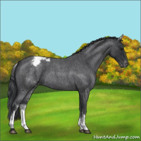 Horse Color:White Spotted Blue Roan Varnish 