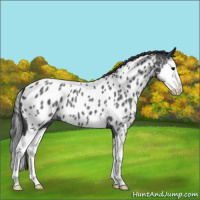 Horse Color:Blue Roan Splash Appaloosa 