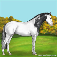 Horse Color:Blue Roan Splash Near Fewspot 