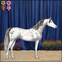 Horse Color:Amber Champagne Splash Appaloosa 