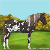 Horse Color:White Spotted Liver Chestnut 
