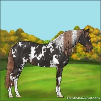 Horse Color:White Spotted Liver Chestnut 