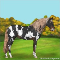 Horse Color:White Spotted Liver Chestnut 
