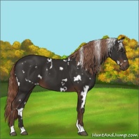 Horse Color:White Spotted Liver Chestnut 