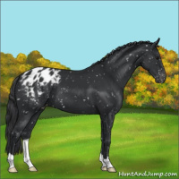 Horse Color:Black Appaloosa 