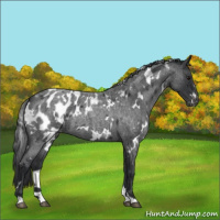 Horse Color:White Spotted Blue Roan Appaloosa